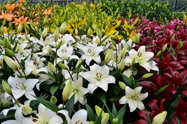 <h1><strong>Dutch Lily Days lily week moved forward to June</strong></h1>