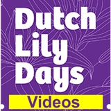 Dutch Lily Days video’s
