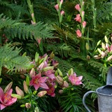 Flowering bulbous plants in your garden all year round