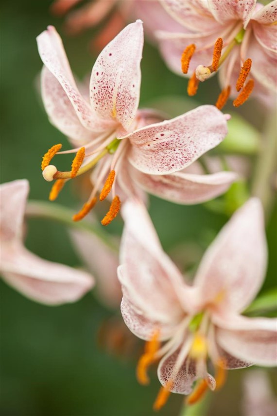 Lilium Pink Morning