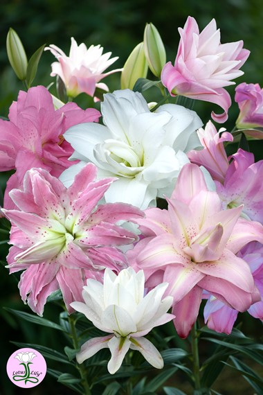<h1>The Lily: Summer Bulb of the Year </h1>
