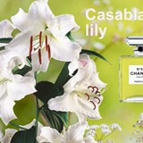 Lily Types in Top Perfumes