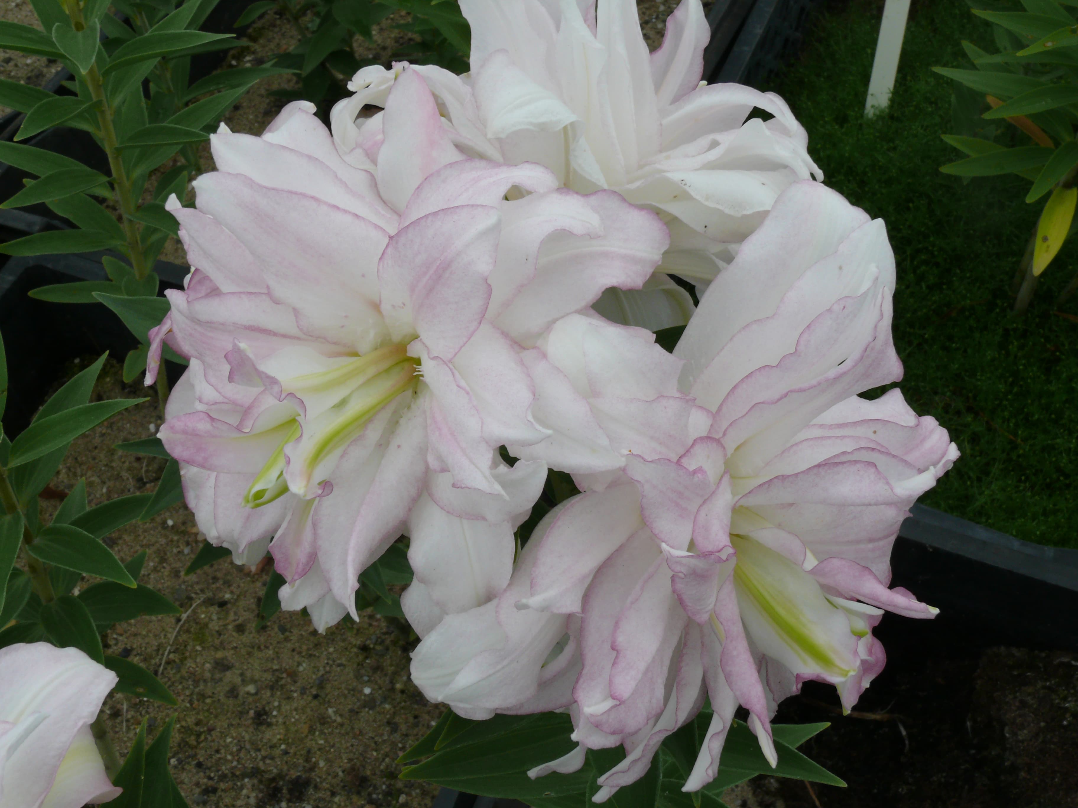 Selectie van ouderplanten