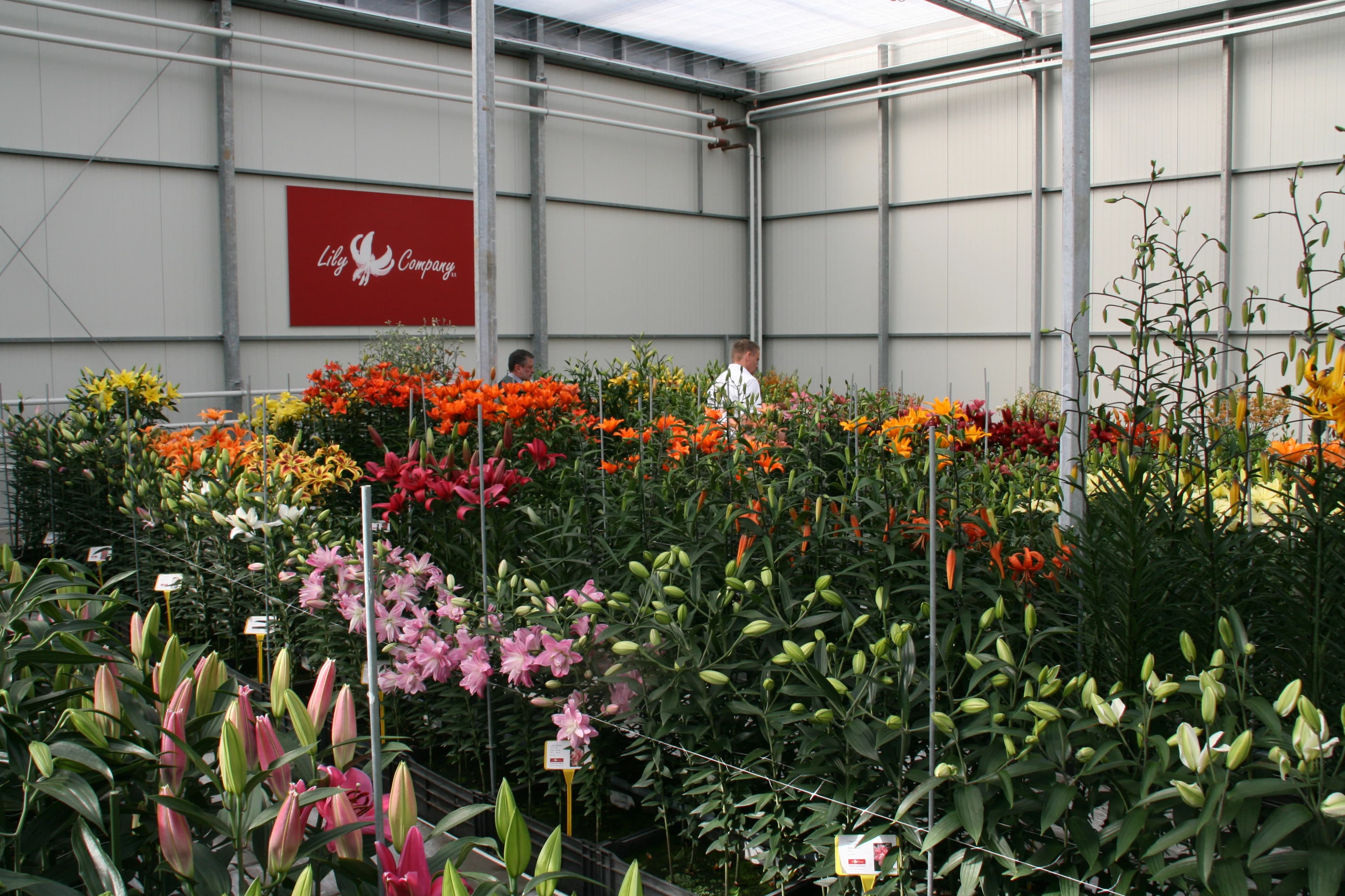 Catalogus Header Image