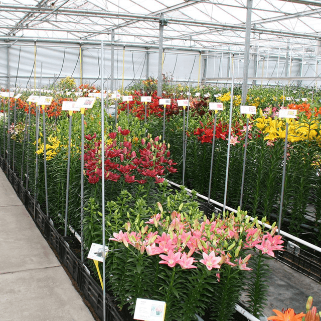 Assortment & Innovation