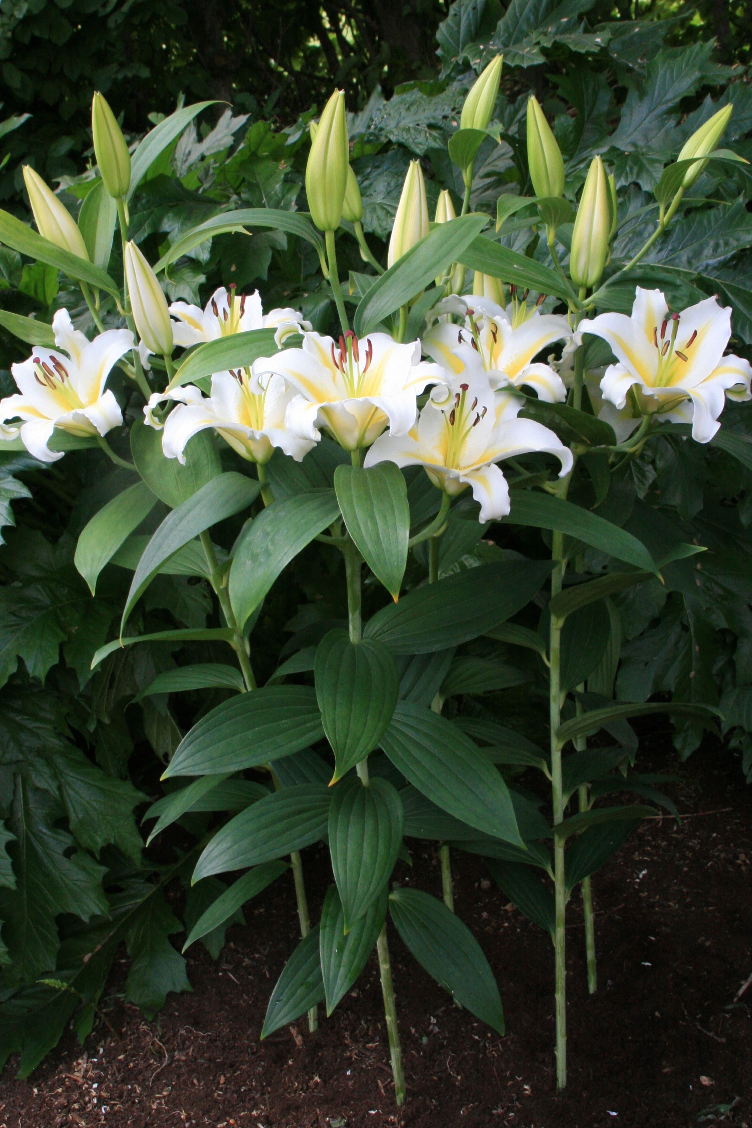 Lilium Adorea Dream