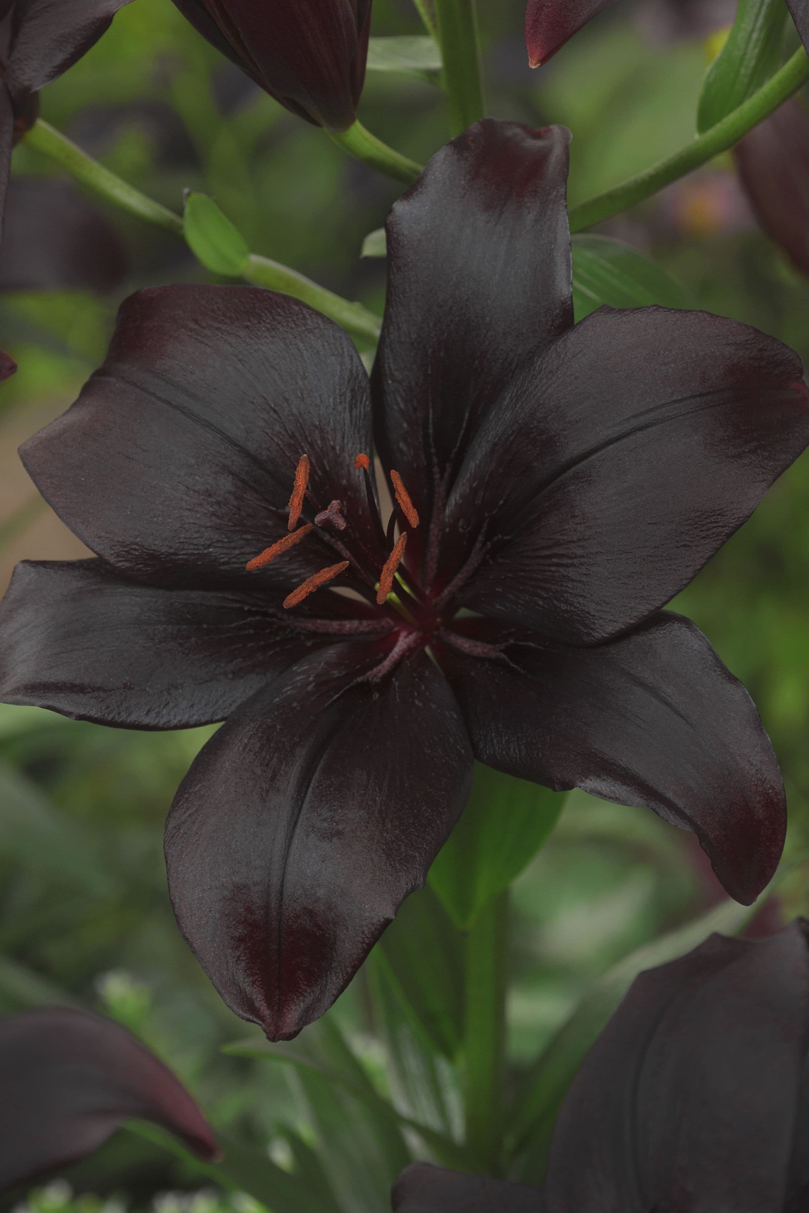 lily-black-charm