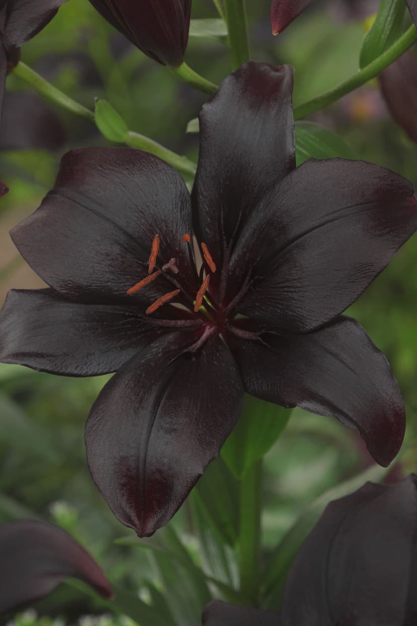 lily-black-charm