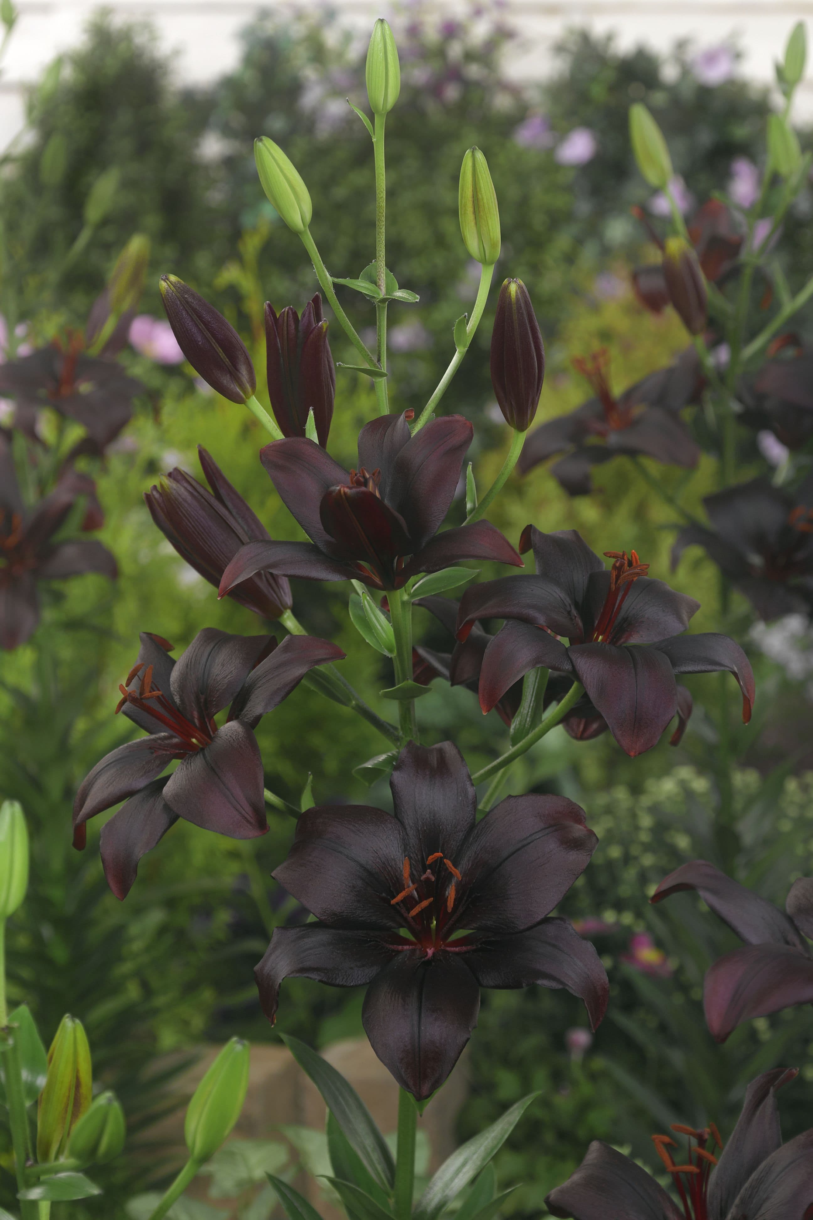 lily-black-charm