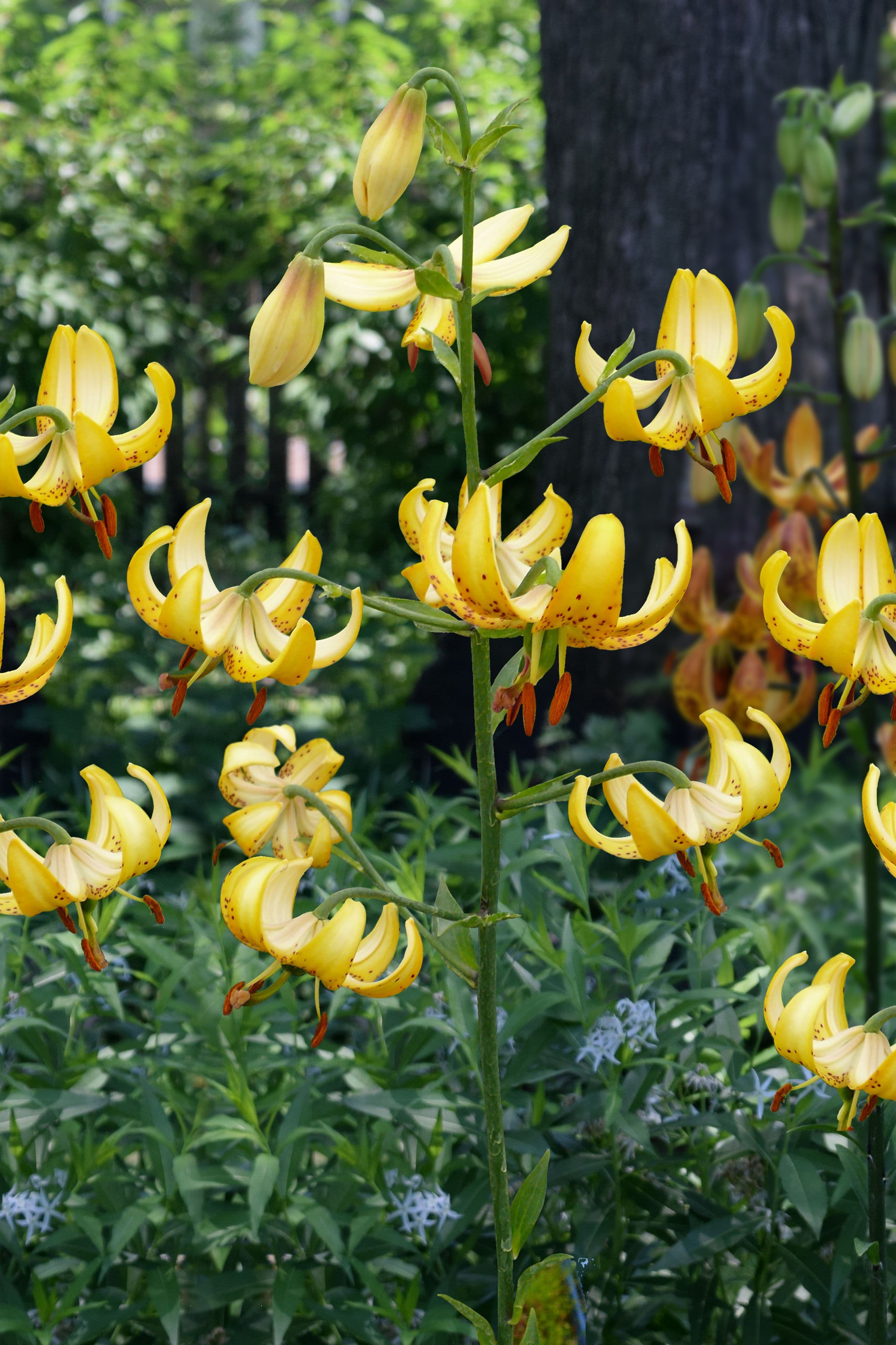 Lilium Honey Morning
