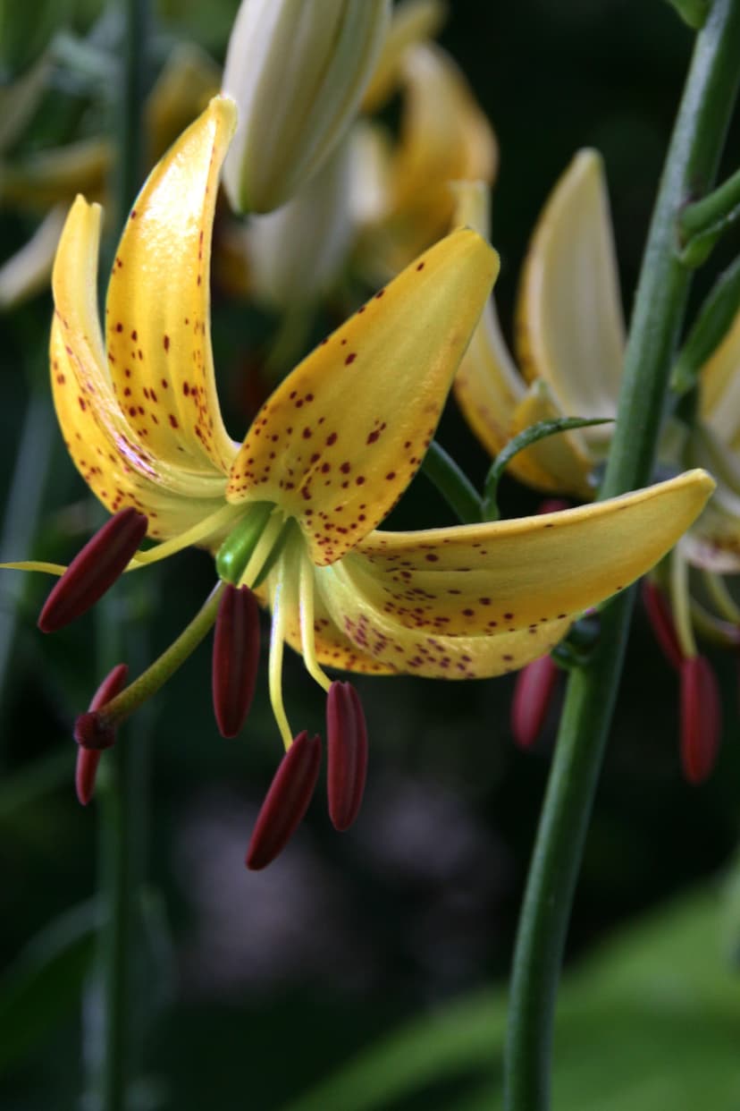 Lilium Honey Morning
