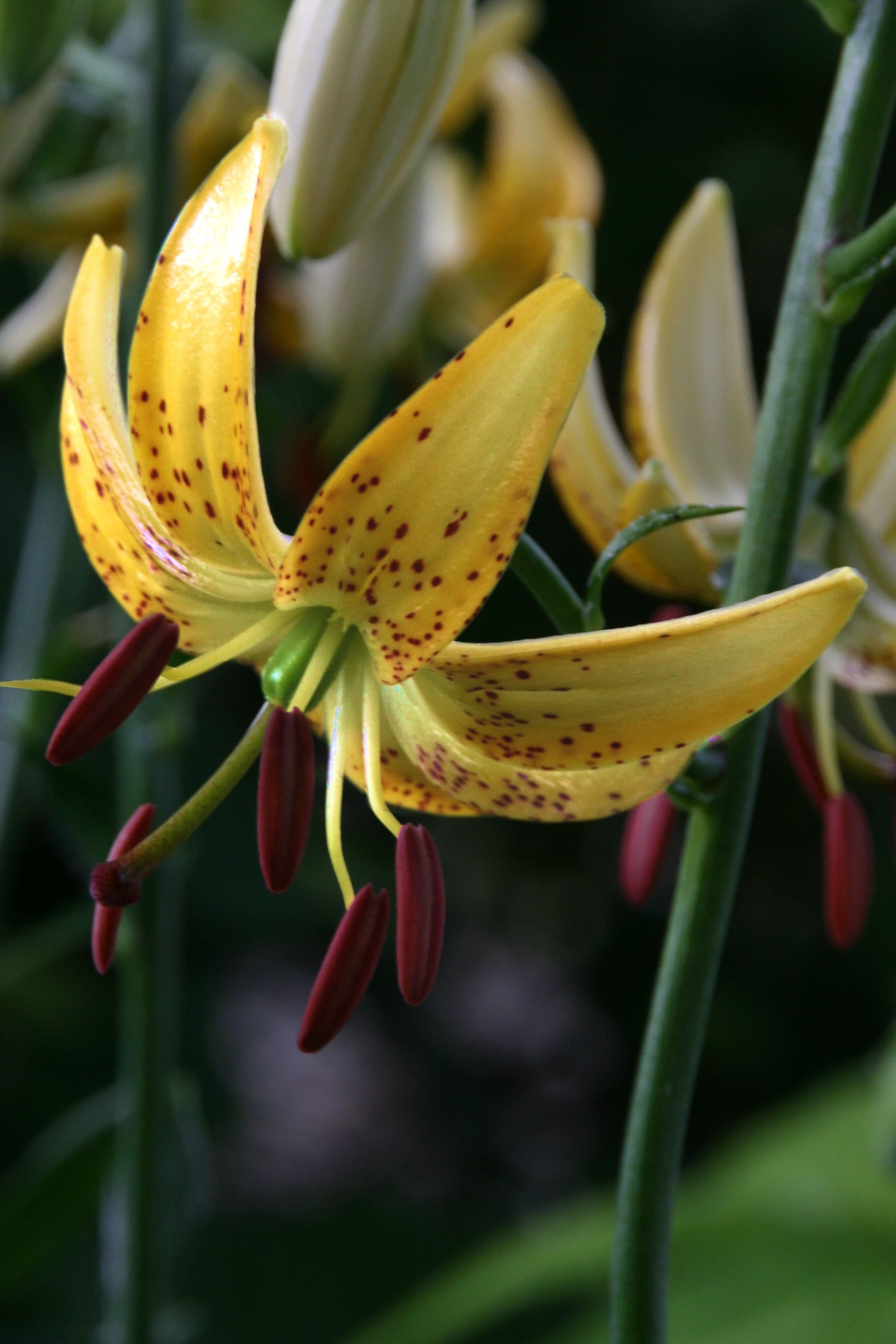 Lilium Honey Morning