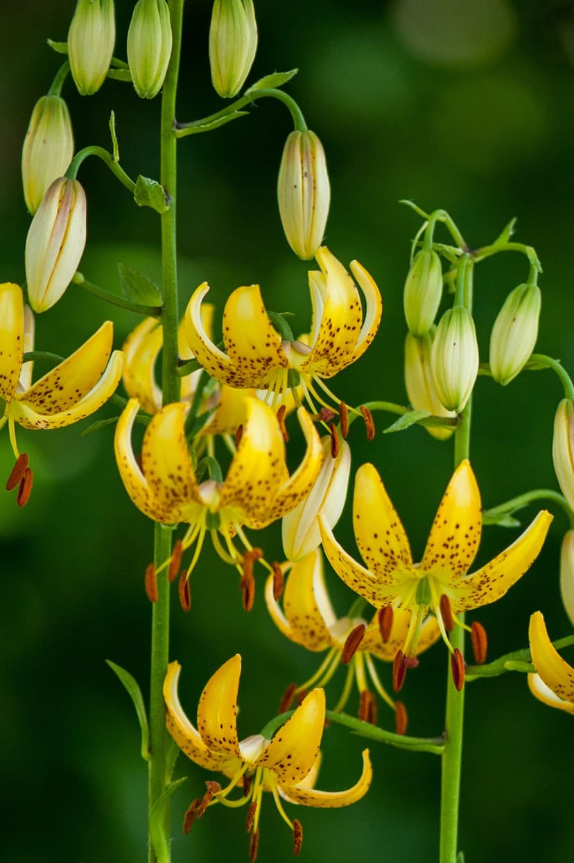Lilium Honey Morning