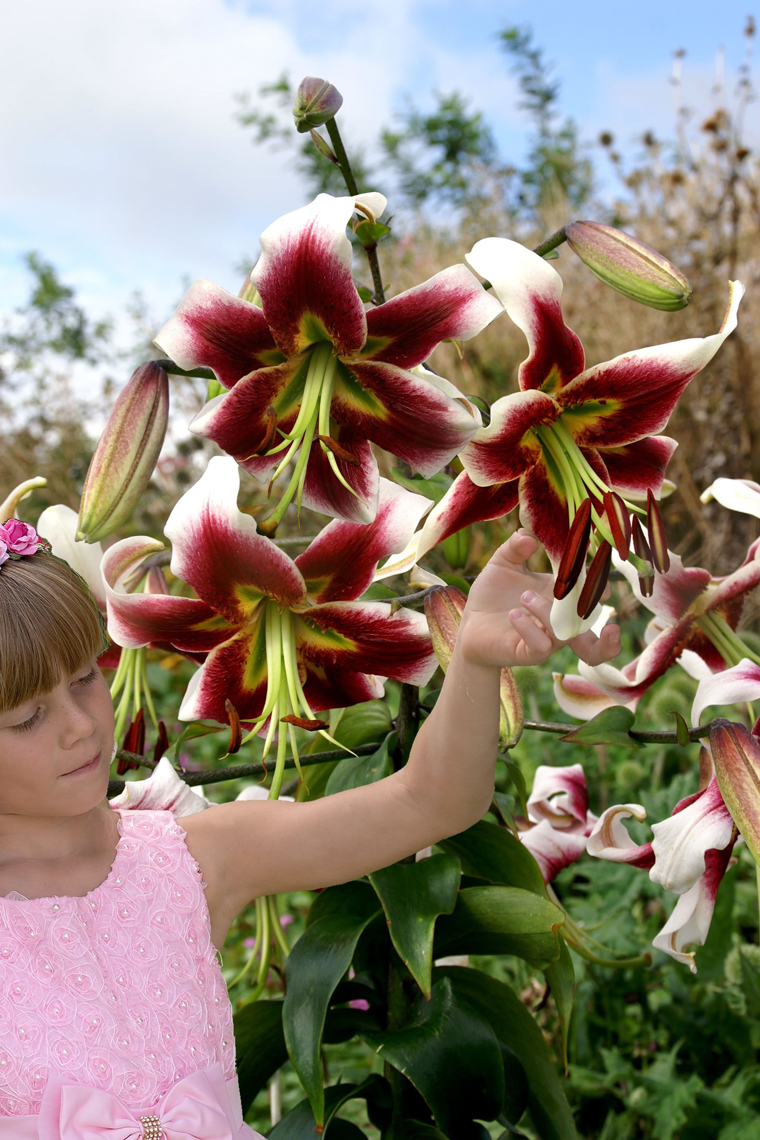 Lilium Leslie Woodriff
