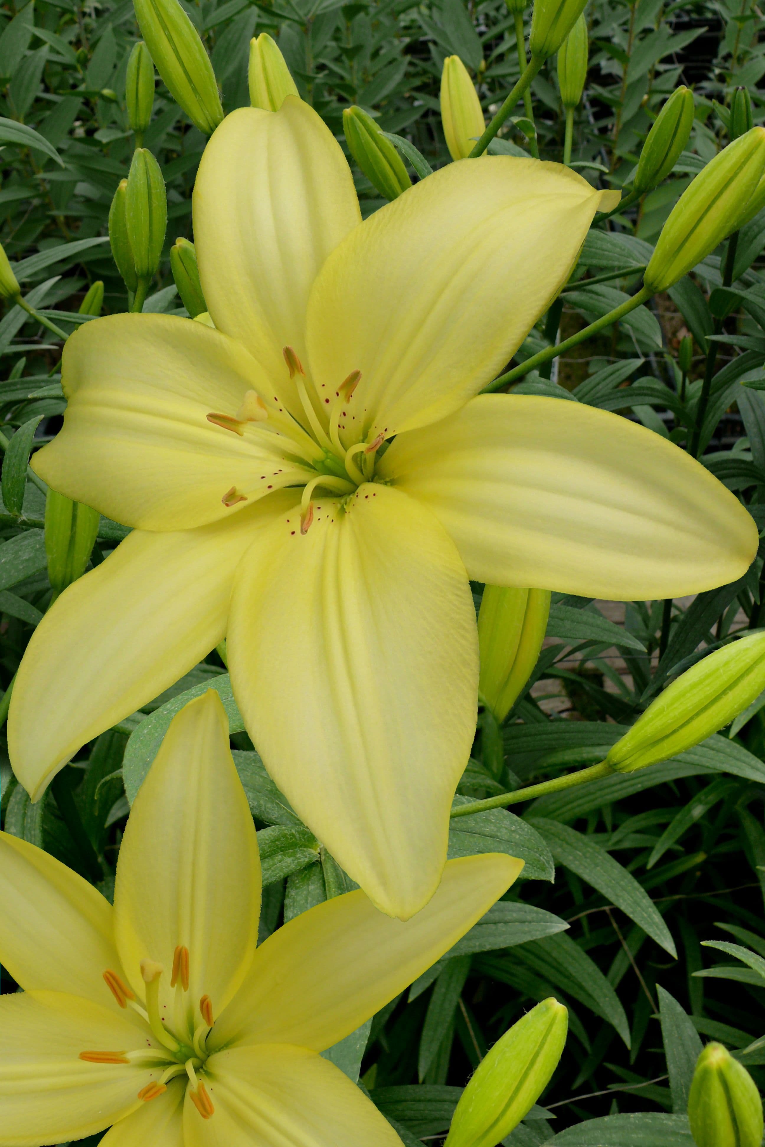 Lilium Easy Vanilla
