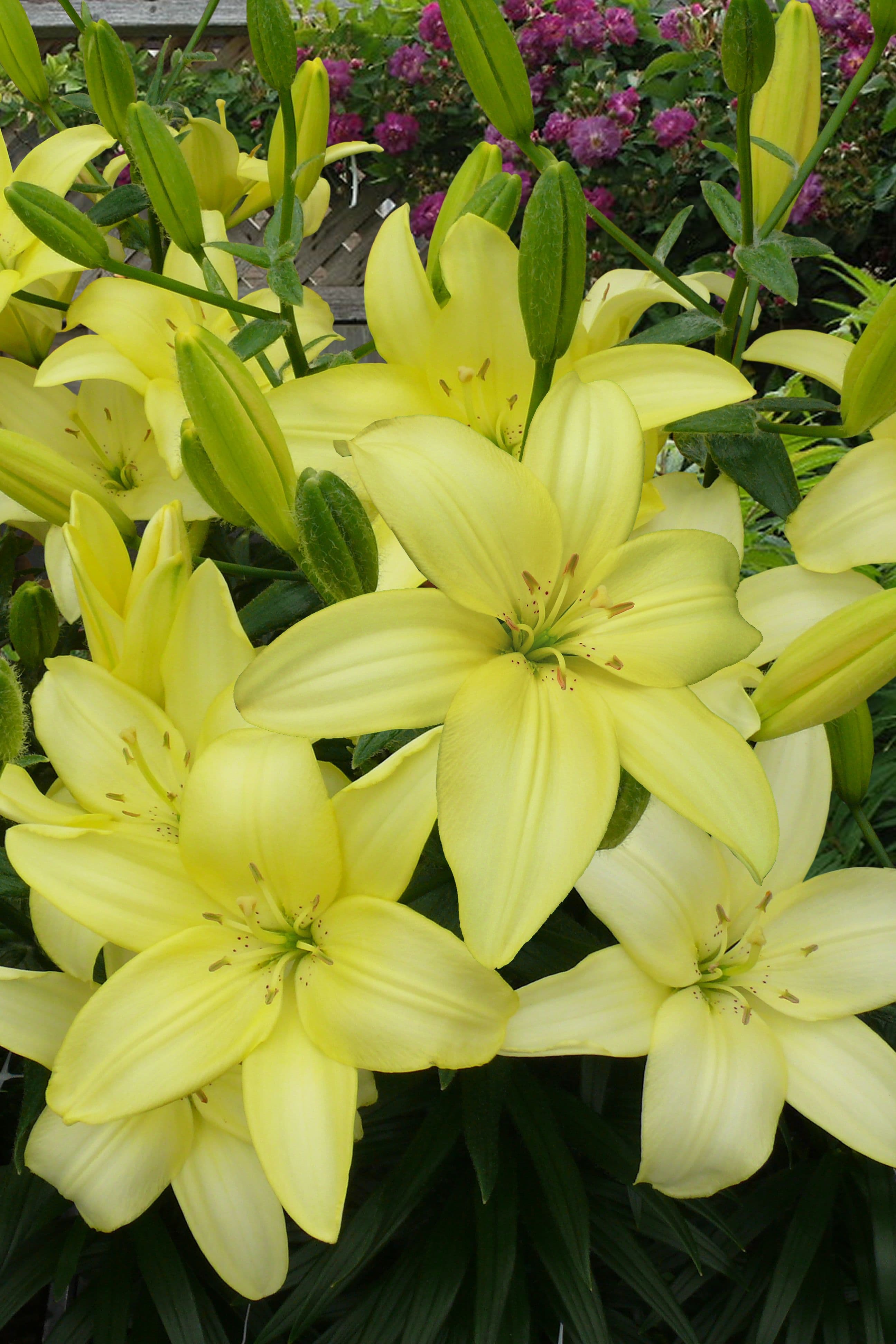 Lilium Easy Vanilla