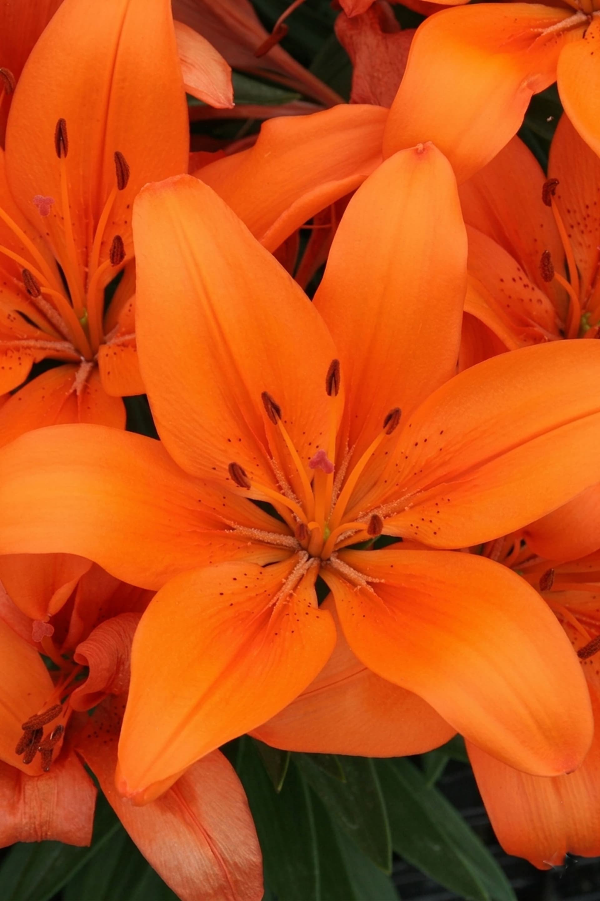 lily-orange-matrix