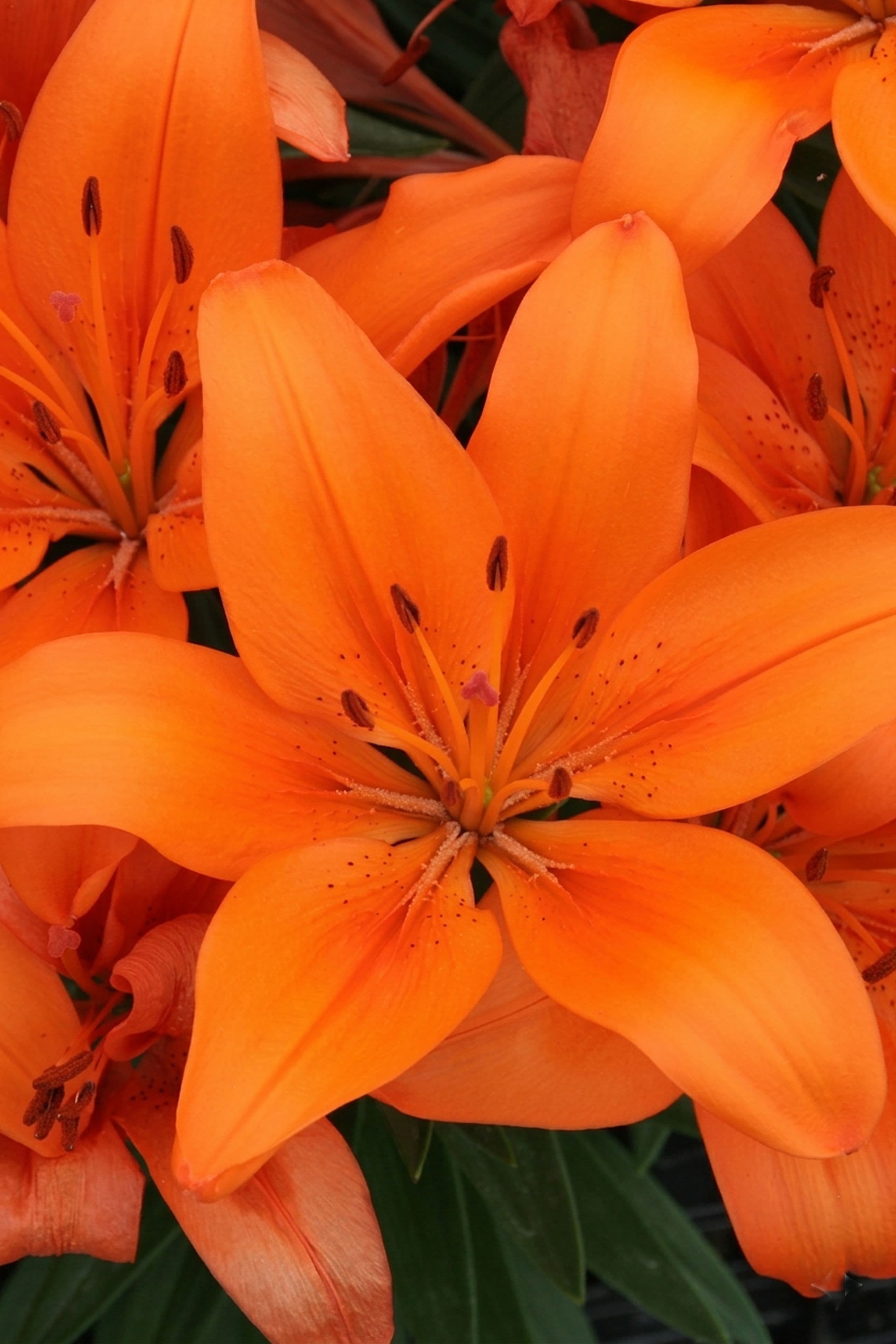 lily-orange-matrix