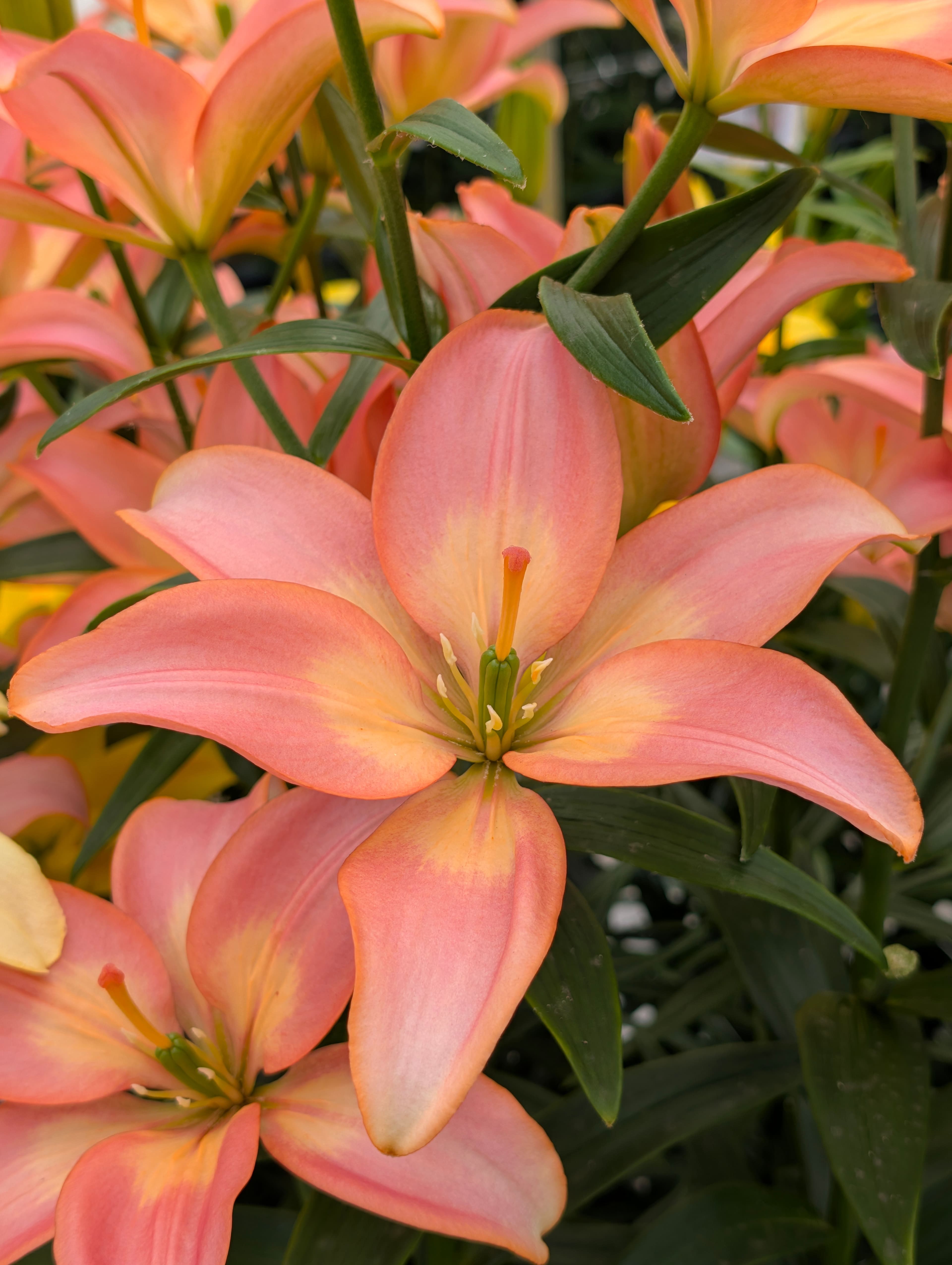 Een geweldige editie van de Dutch Lily Days 2026