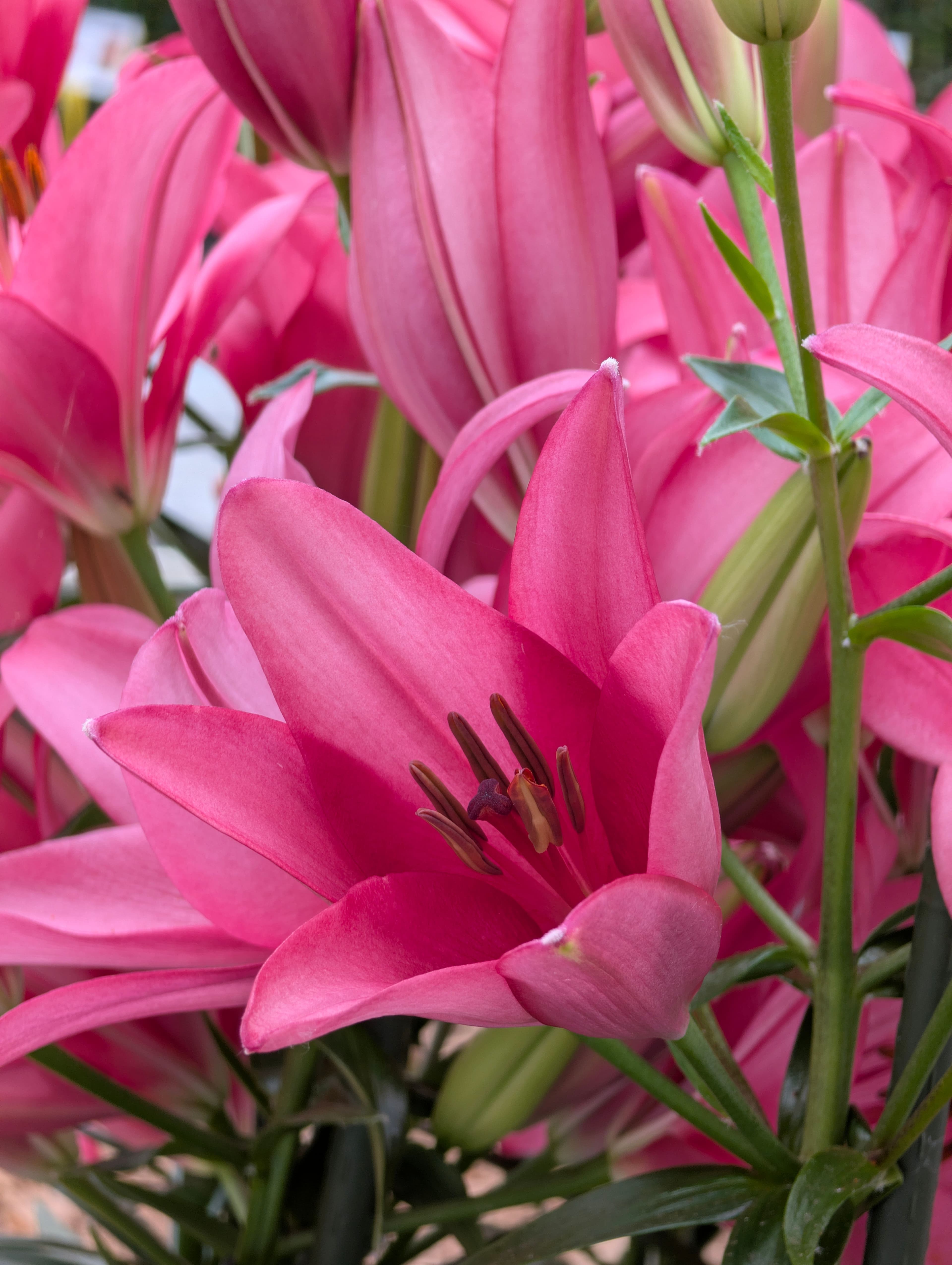 Een geweldige editie van de Dutch Lily Days 2026