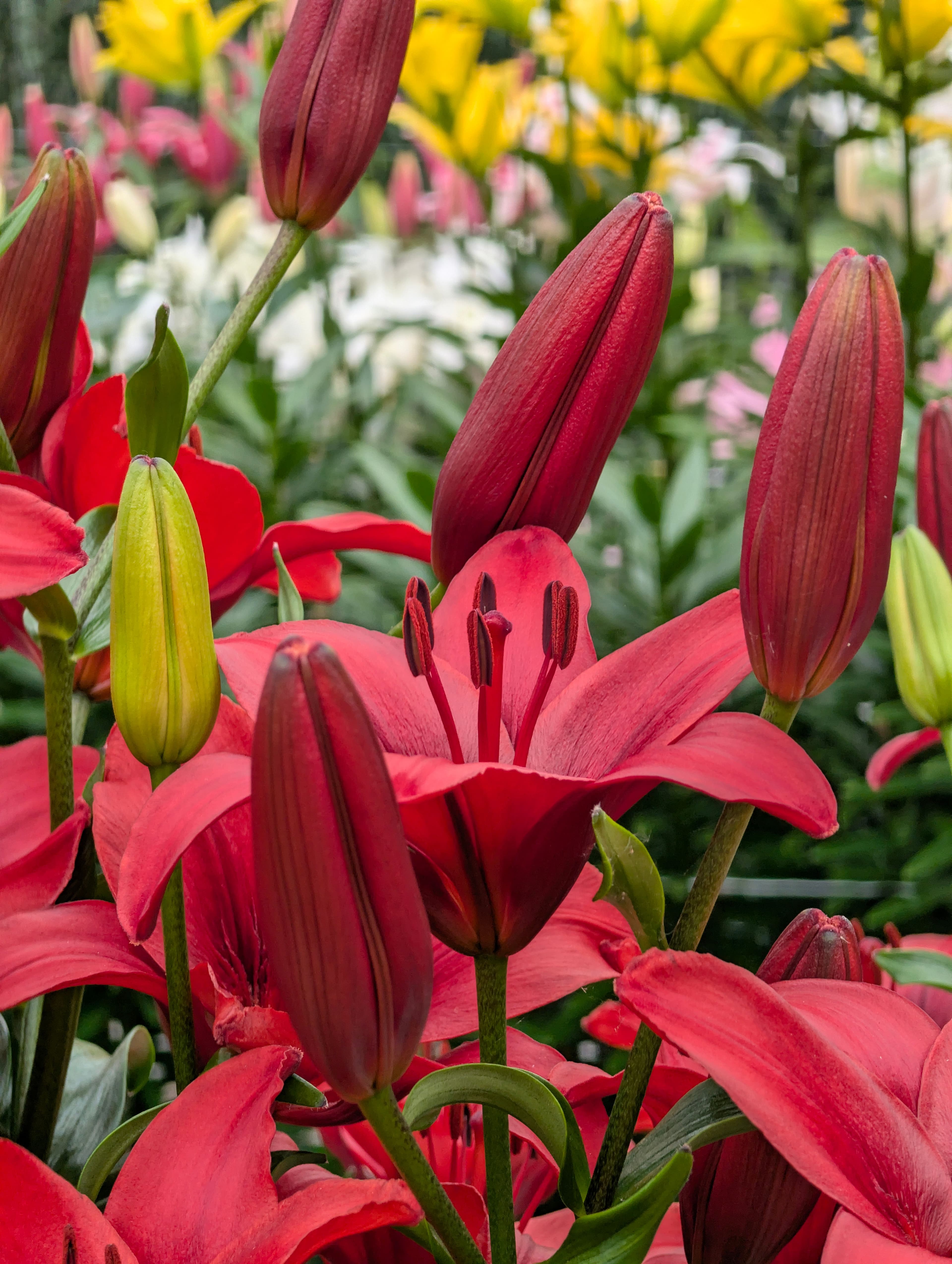 Een geweldige editie van de Dutch Lily Days 2026