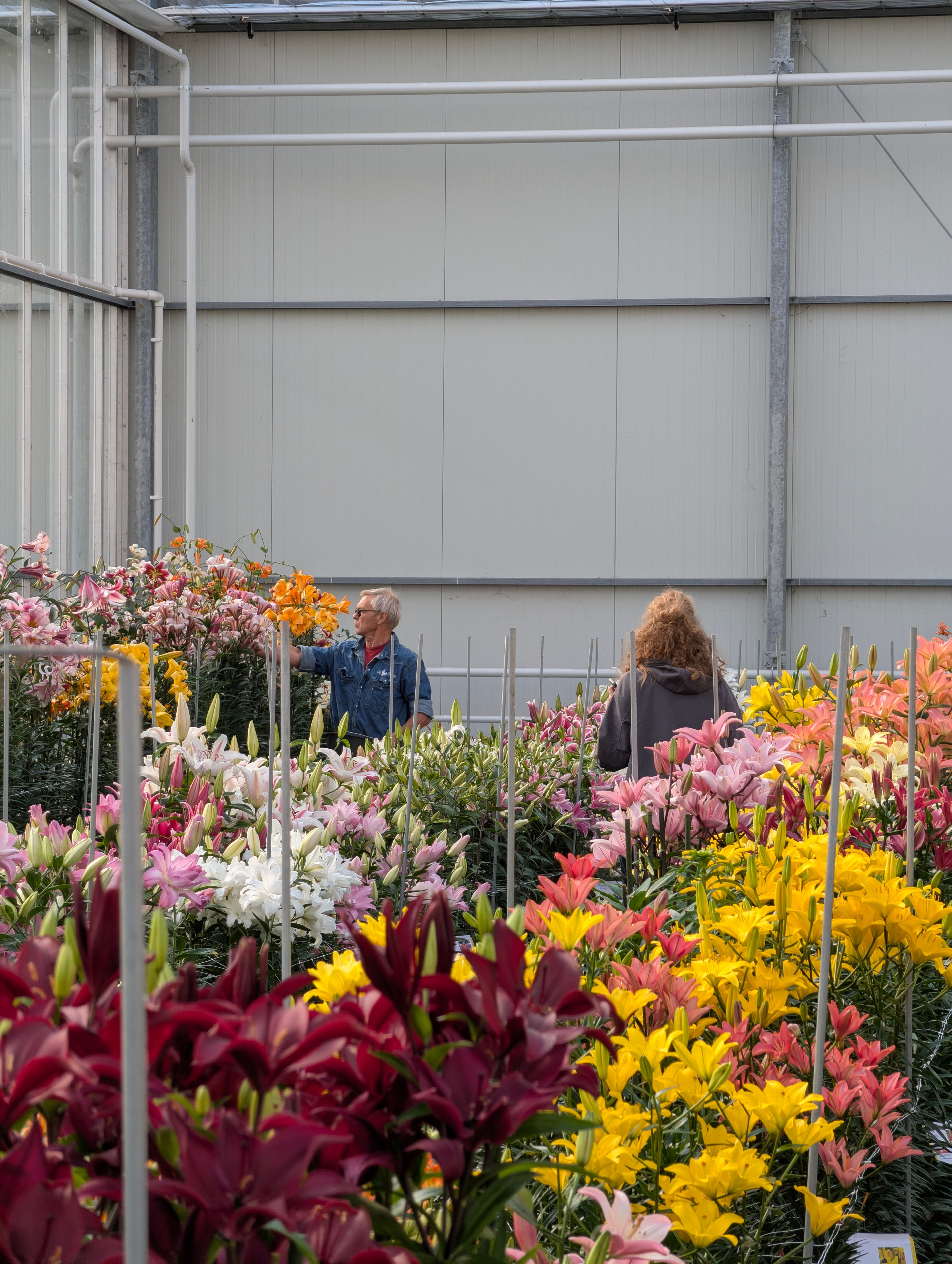 Een geweldige editie van de Dutch Lily Days 2026