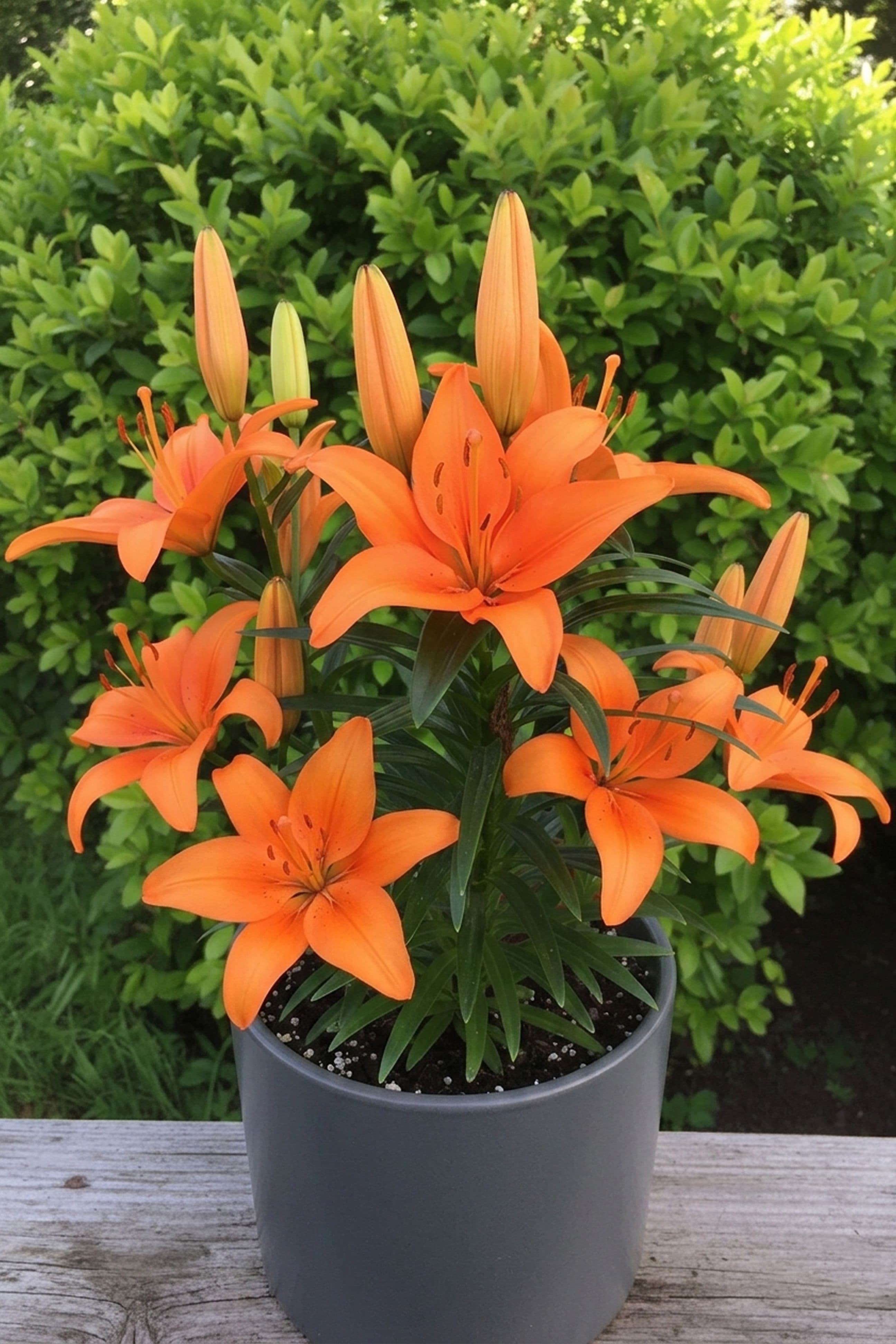 Lilium Sandor