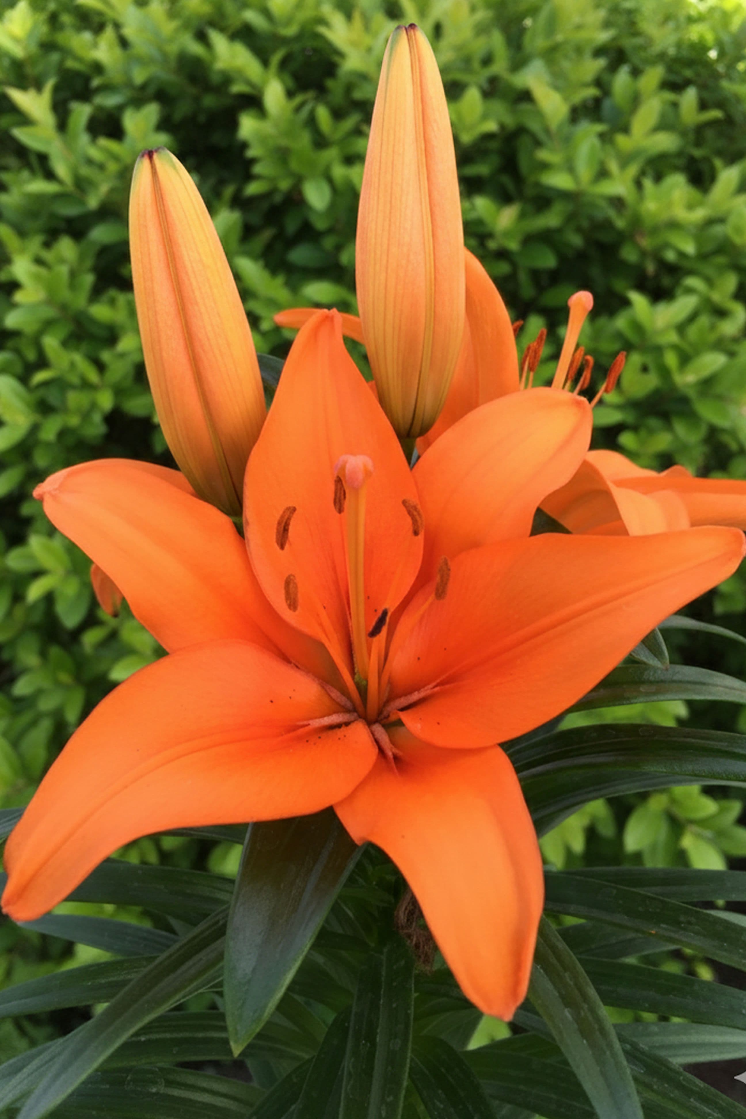 Lilium Sandor