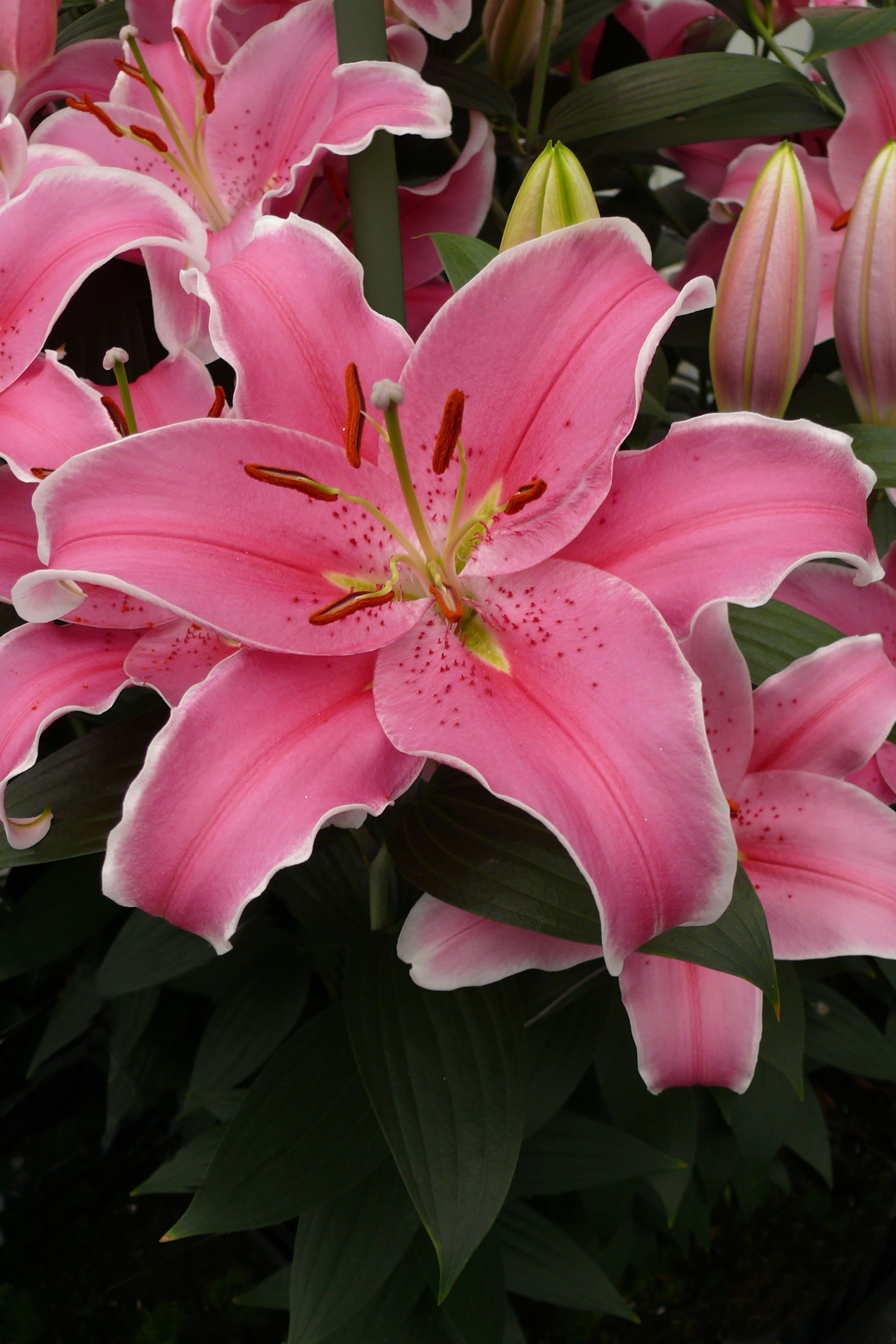 Lilium Sorbonne