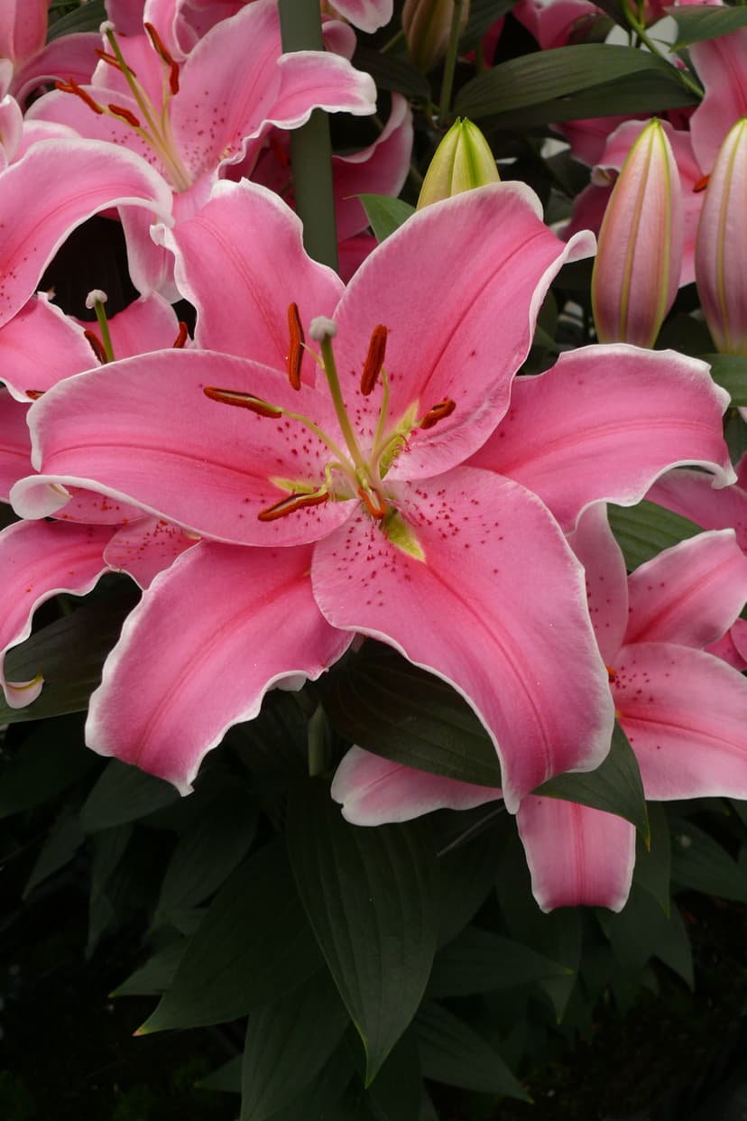 Lilium Sorbonne