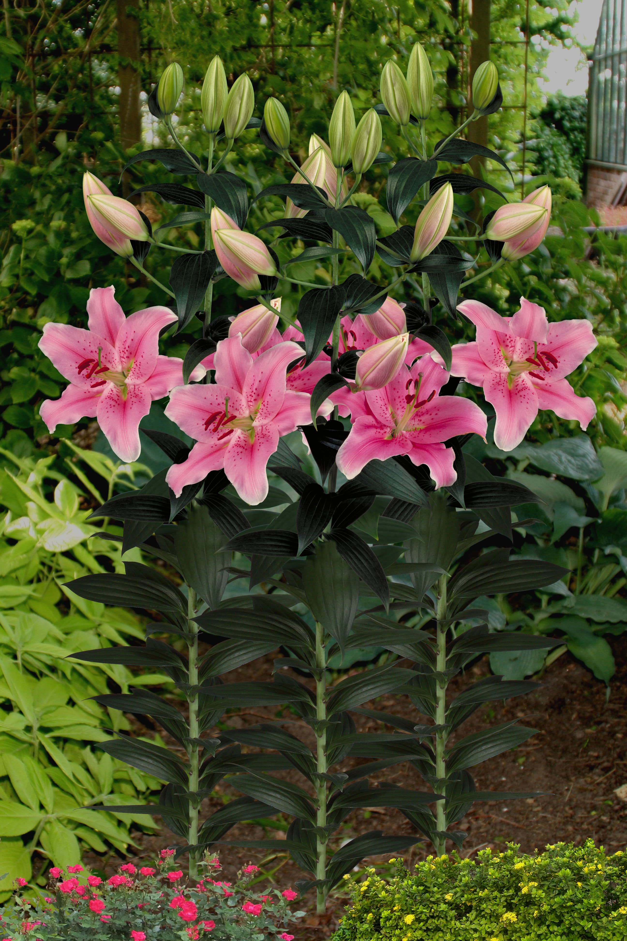 Lilium Sorbonne