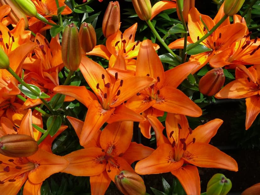 Lilium Abbeville's Pride