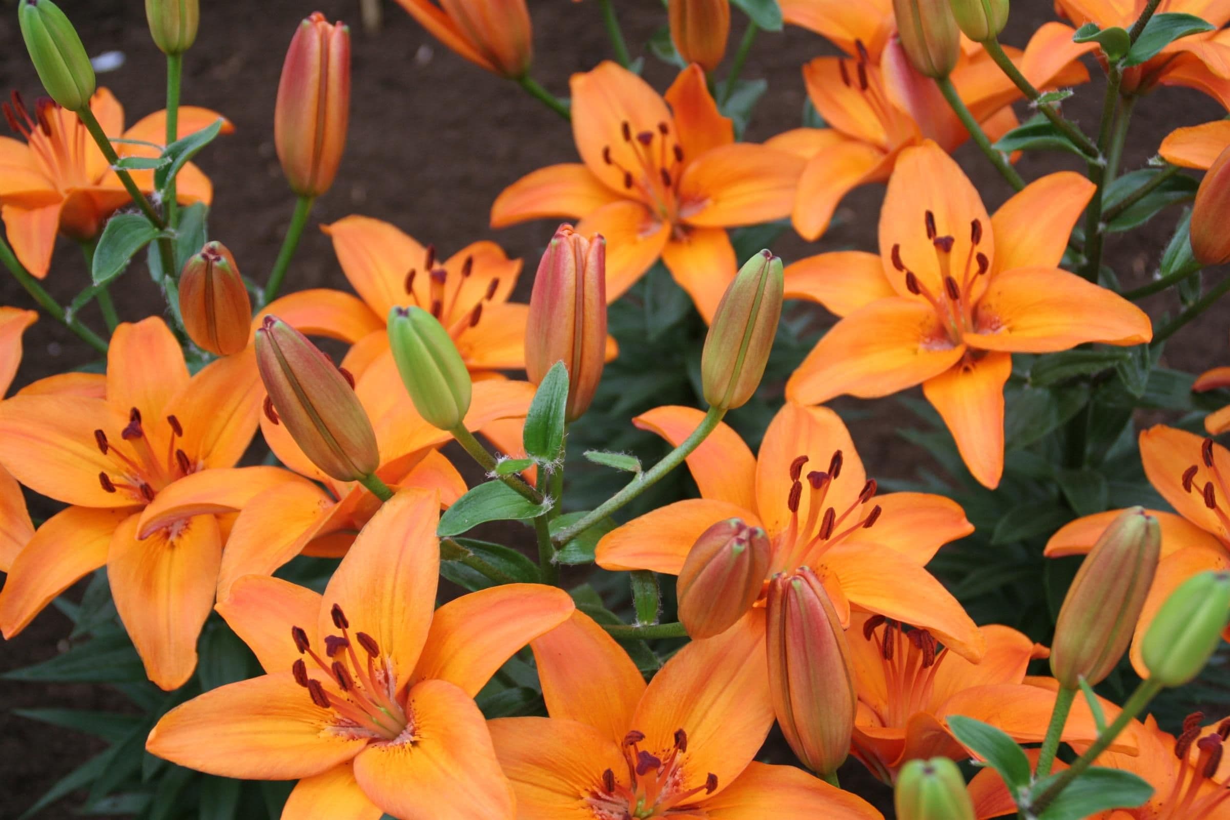 Lilium Abbeville's Pride