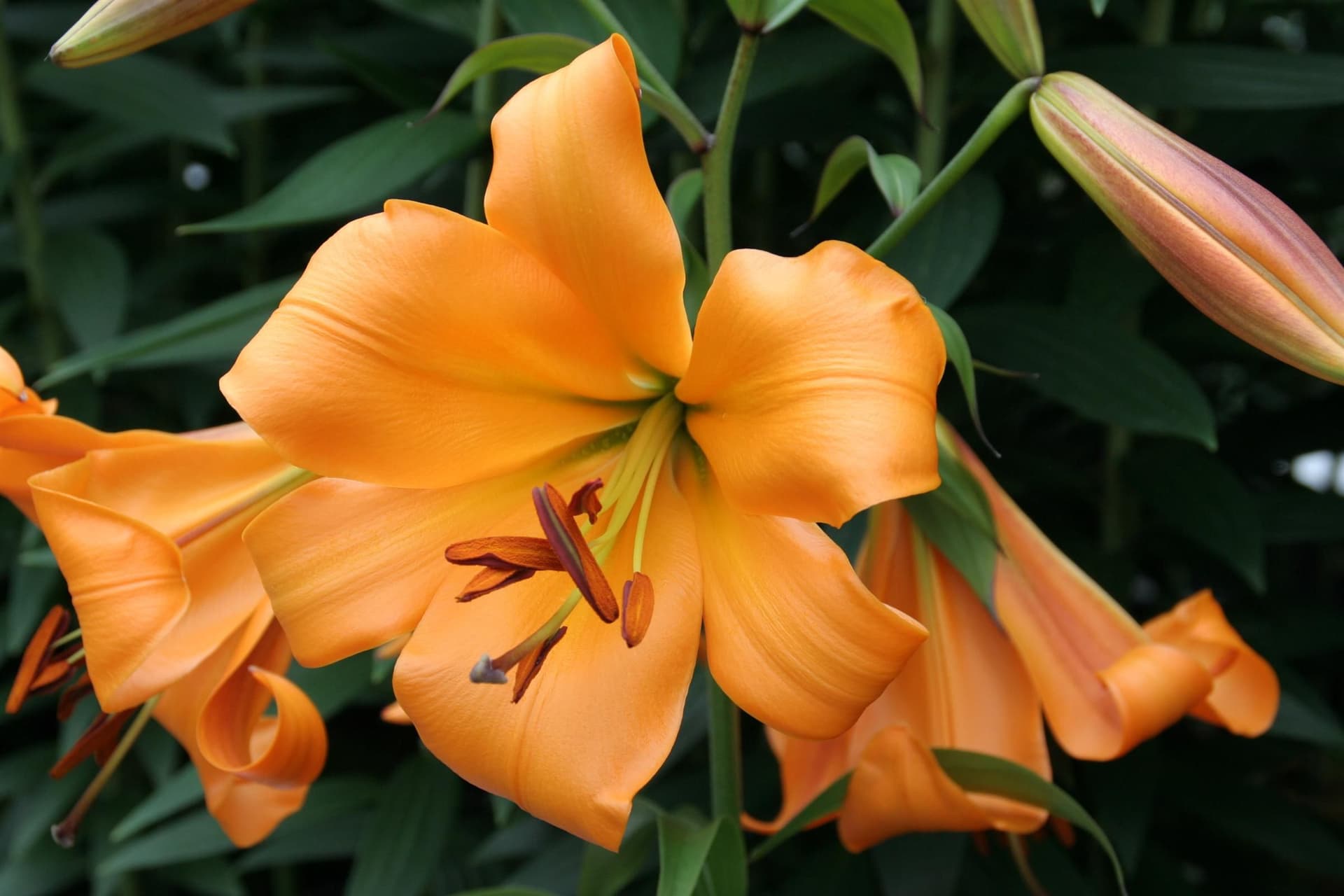 Lilium African Queen