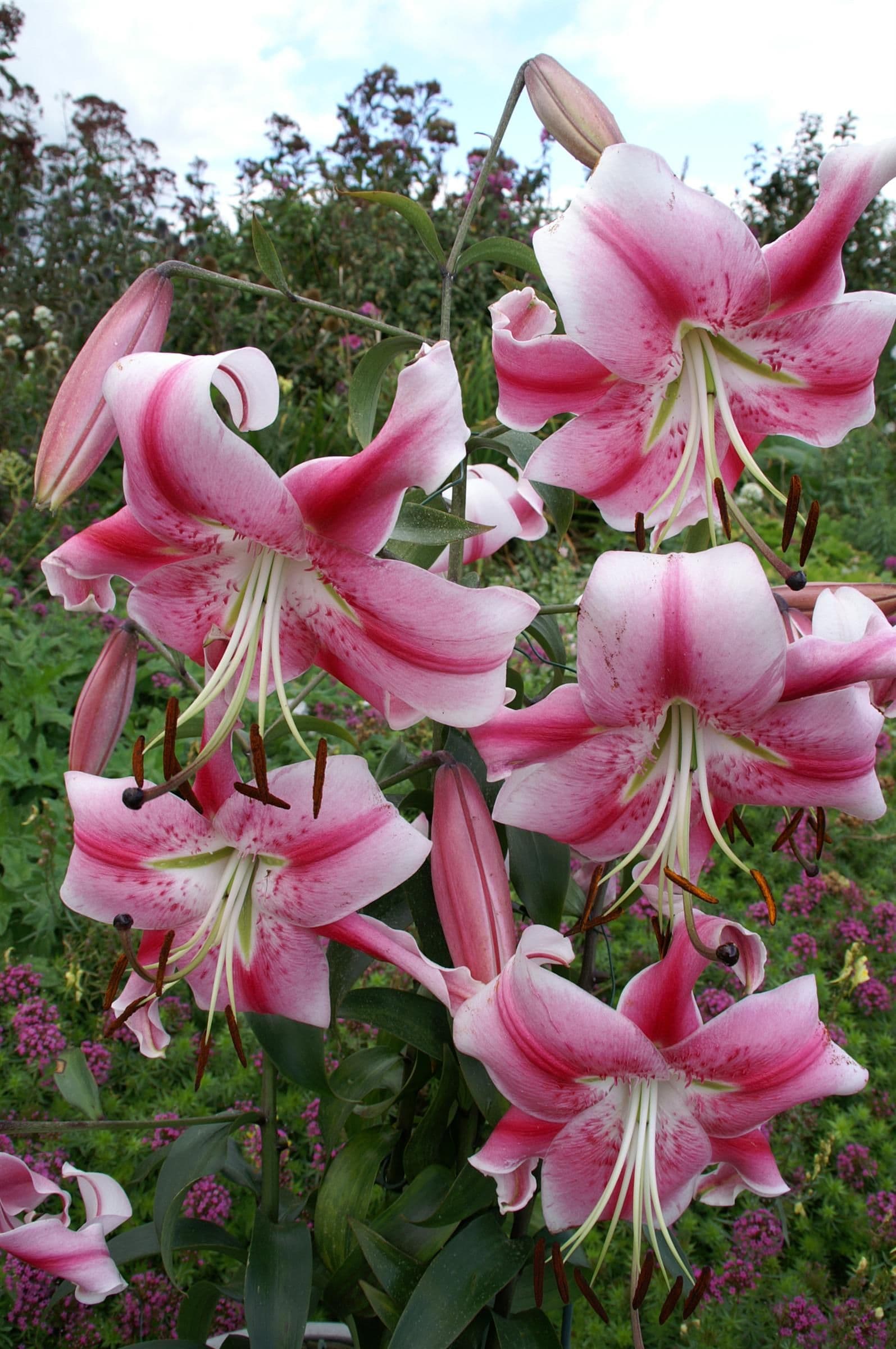 Lilium Anastasia