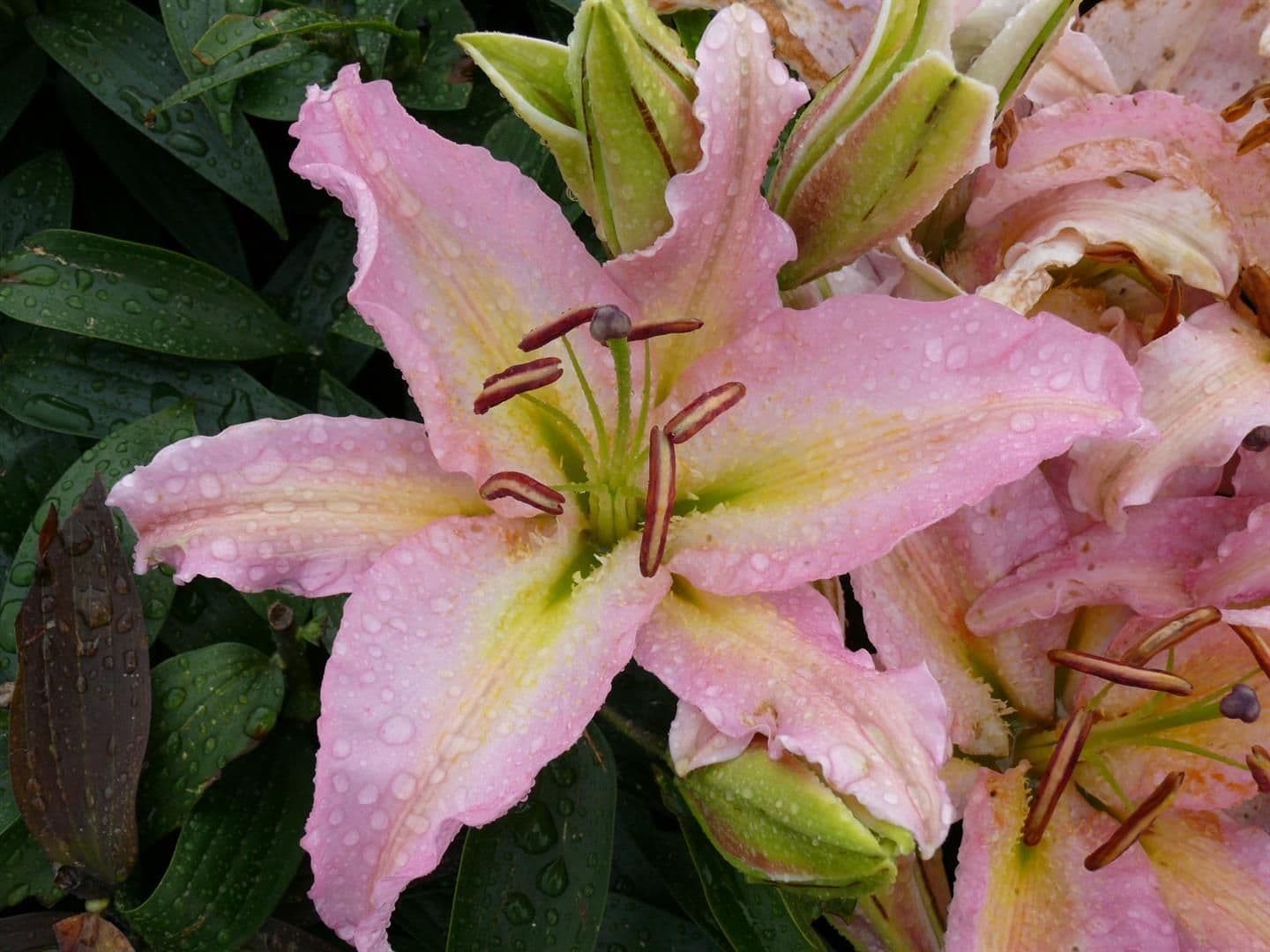 Lilium Bamako