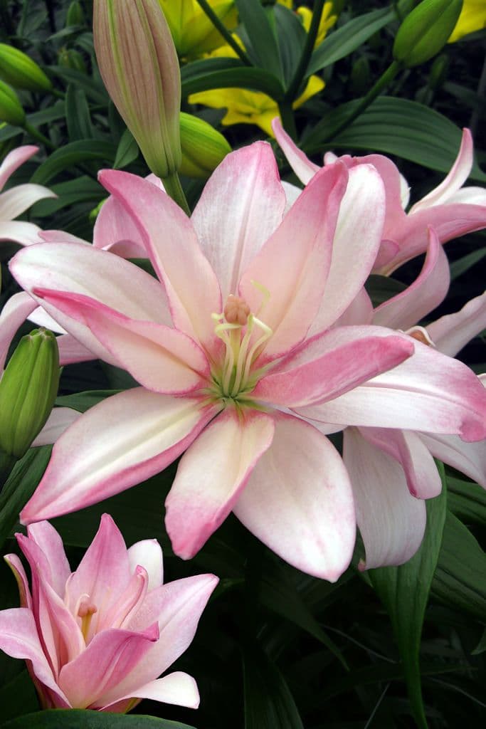 Lilium Bentley