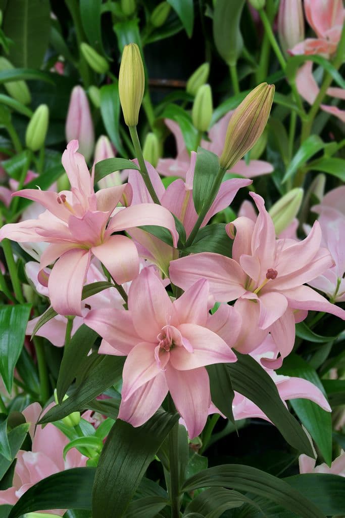 Lilium Bentley