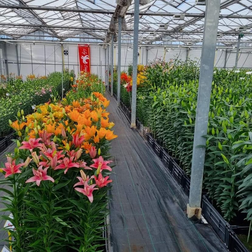 Dutch Lily Days 2023