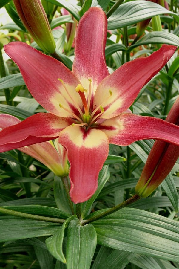 Lilium Easy Dream