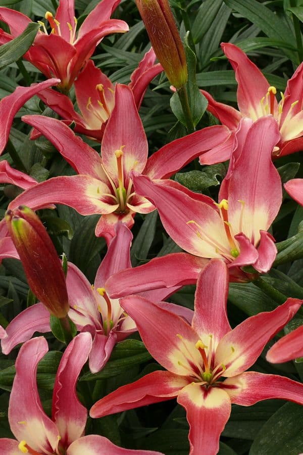 Lilium Easy Dream
