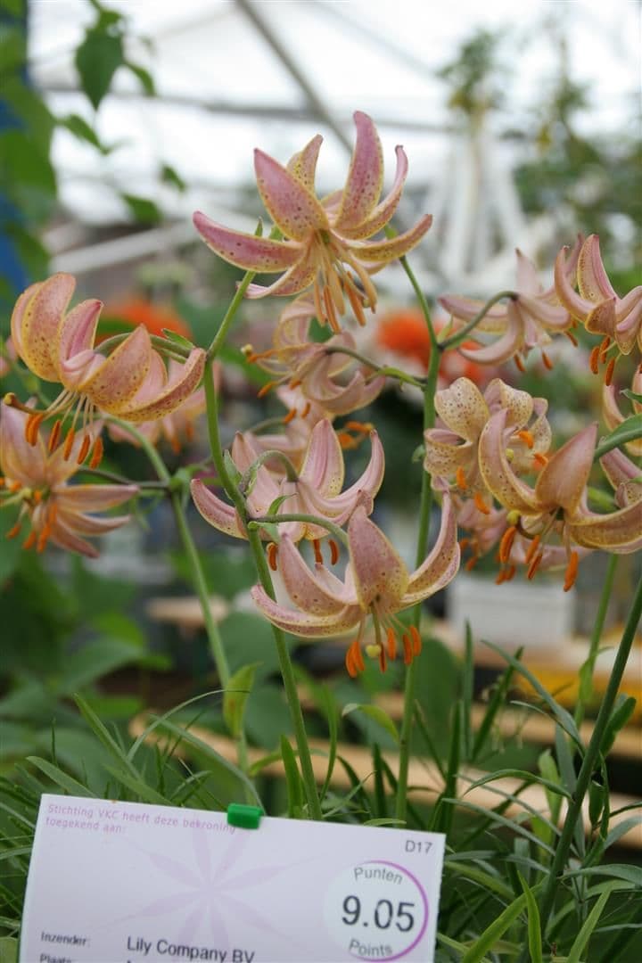 Lilium Fairy Morning