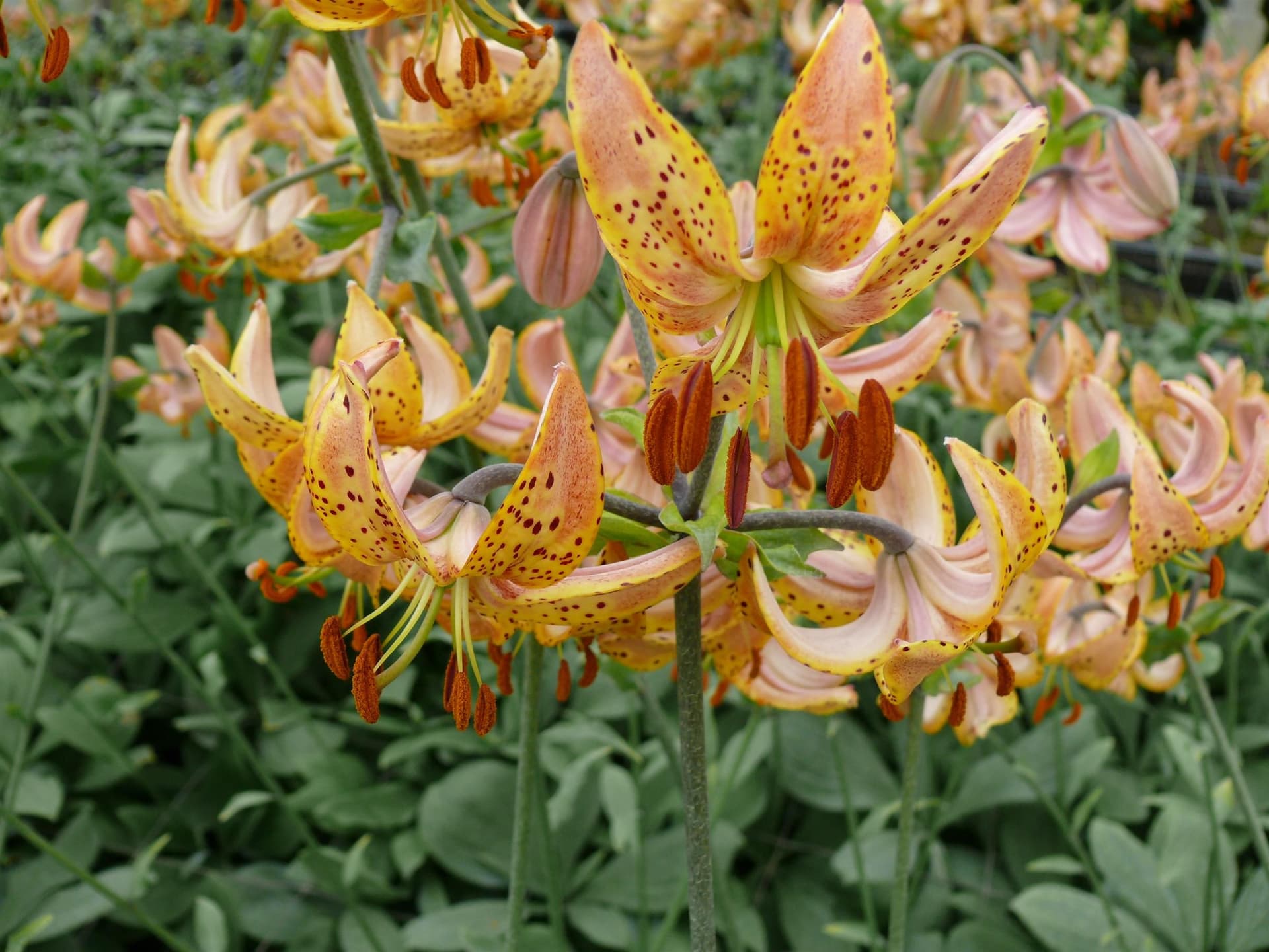 Lilium Guinea Gold