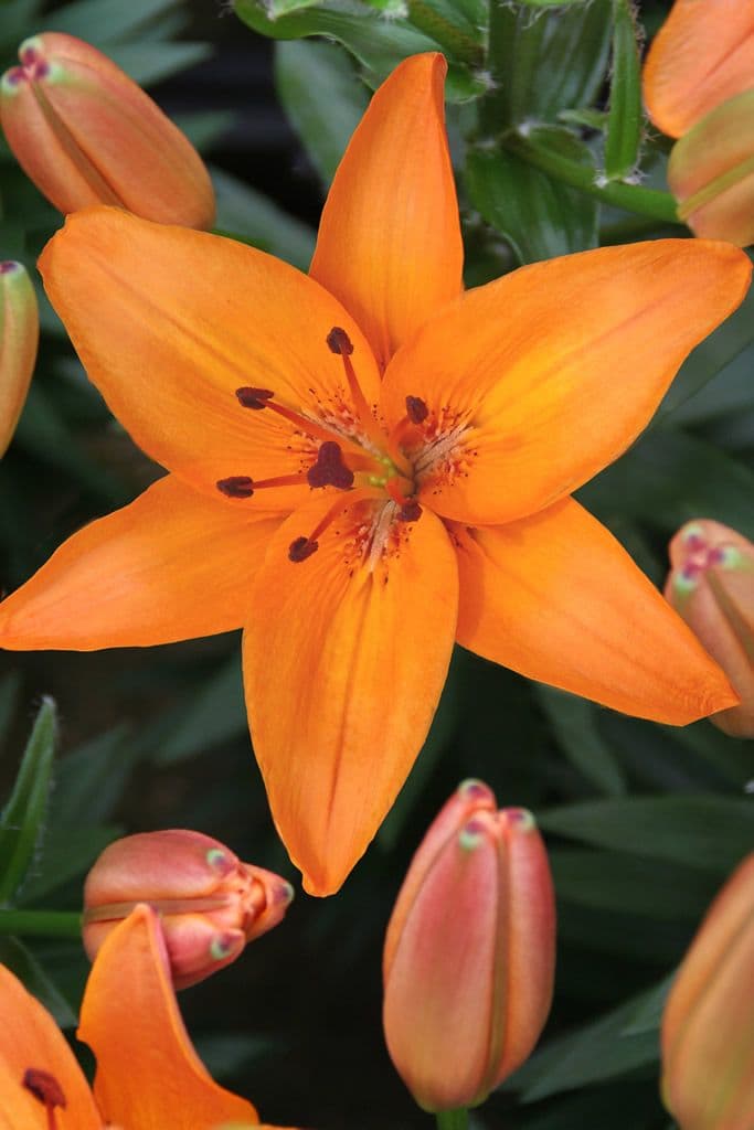 Lilium Abbeville's Pride