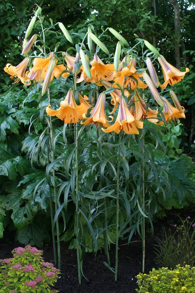 Lilium African Queen