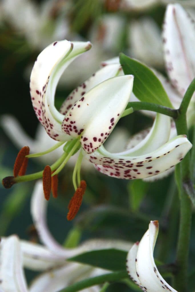 Lilium Albi Morning