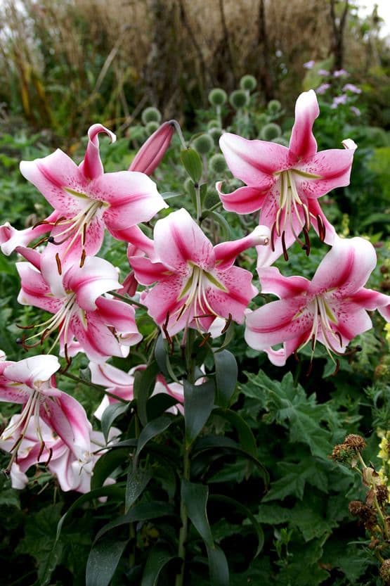 Lilium Anastasia