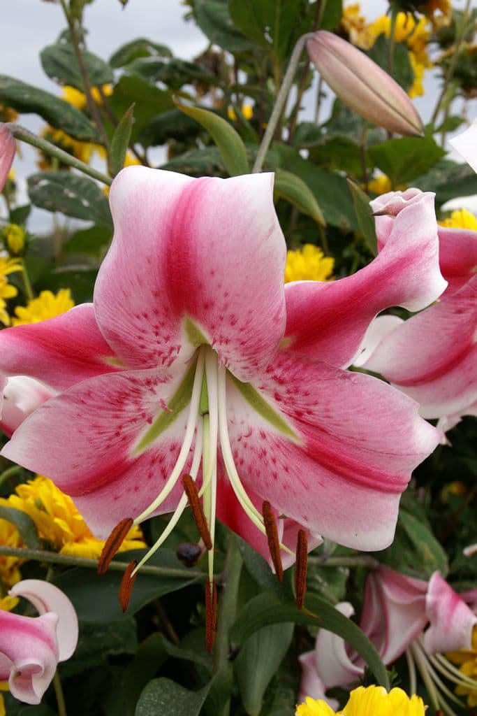 Lilium Anastasia