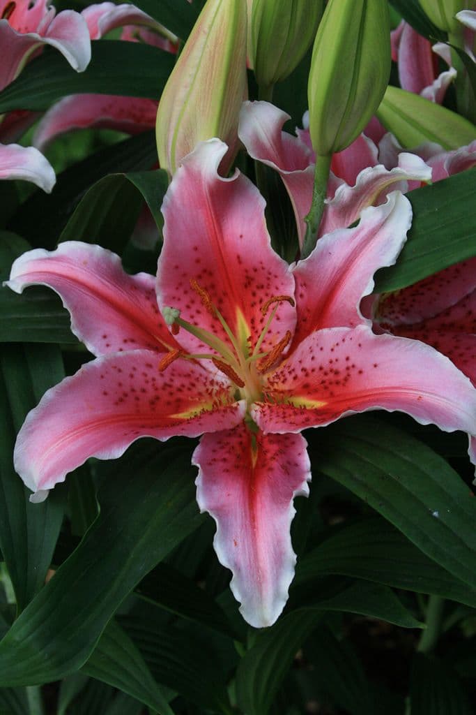 Lilium Aspiration