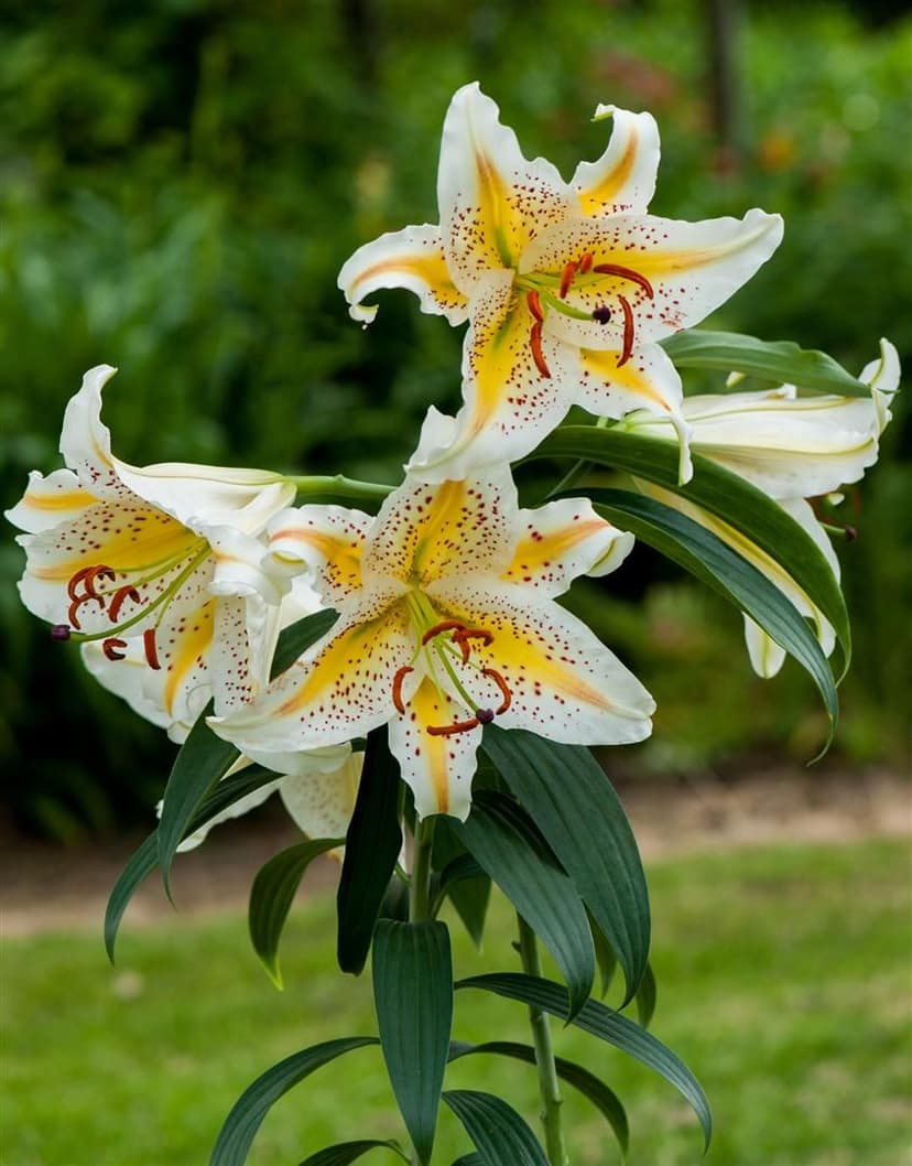 Lilium Auratum (Gold Band)